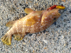 アコウの釣果
