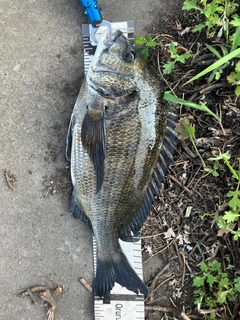 クロダイの釣果