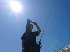ナマズの釣果