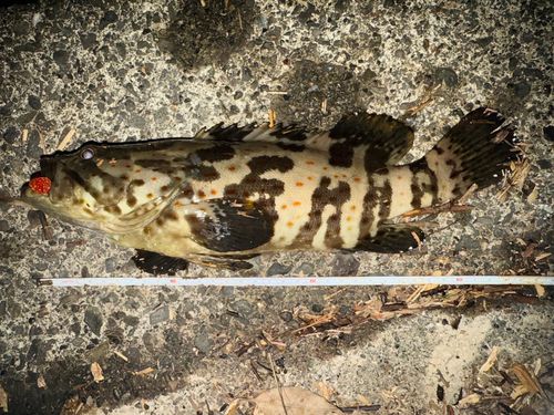 チャイロマルハタの釣果