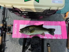 ラージマウスバスの釣果