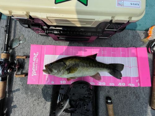 ラージマウスバスの釣果