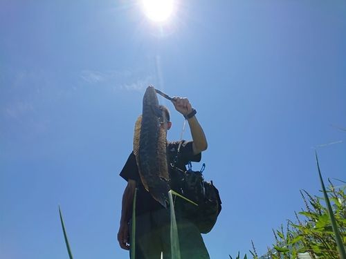 ライギョの釣果