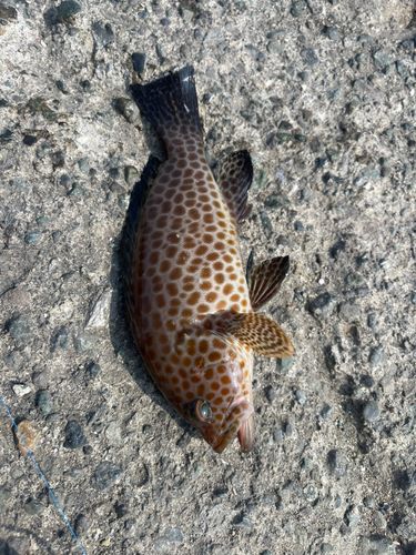 オオモンハタの釣果
