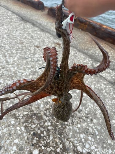 タコの釣果