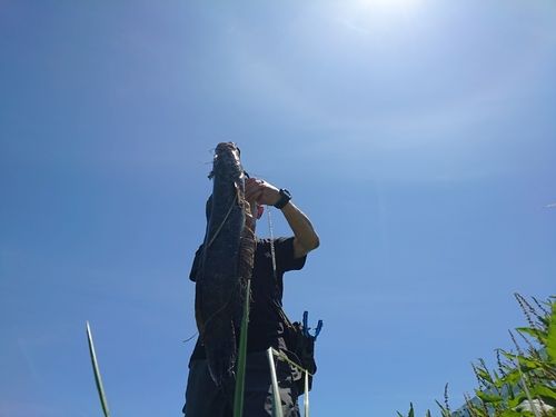 ライギョの釣果