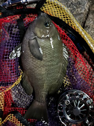 メジナの釣果