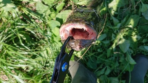 ライギョの釣果