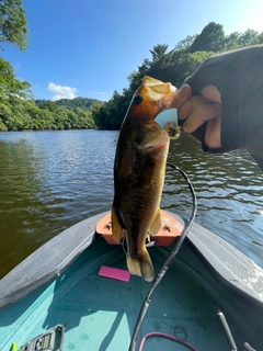 ラージマウスバスの釣果