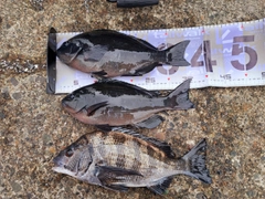メジナの釣果
