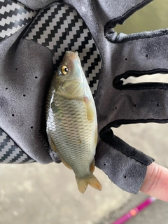 コイの釣果