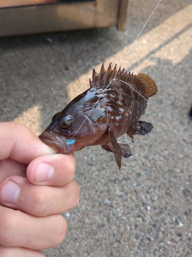 キジハタの釣果