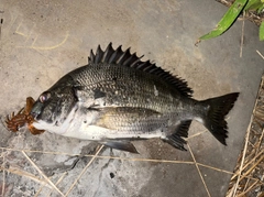 チヌの釣果