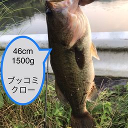 ブラックバス