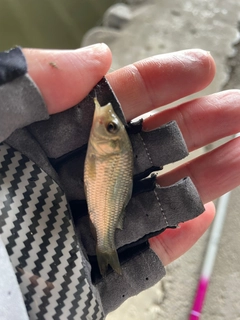 フナの釣果