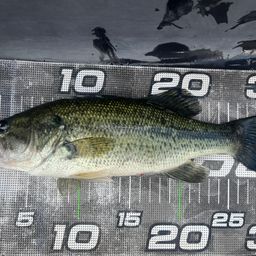 ラージマウスバス