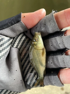 コイの釣果