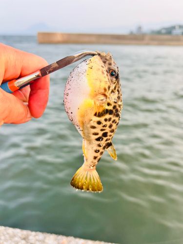 アカメフグの釣果