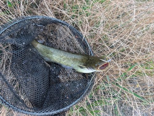 ナマズの釣果