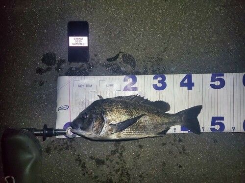 チヌの釣果