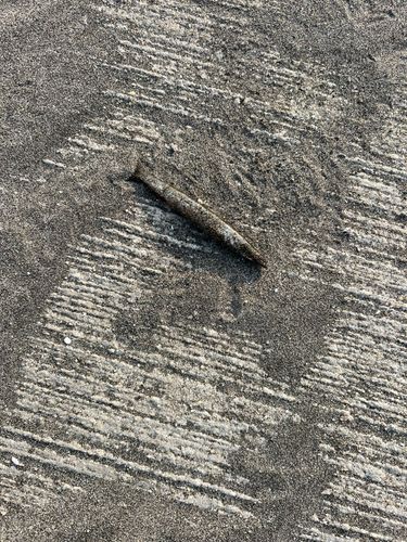 カマスの釣果