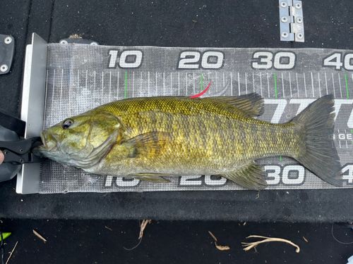 スモールマウスバスの釣果