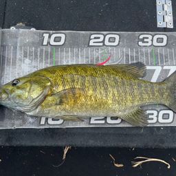 スモールマウスバス