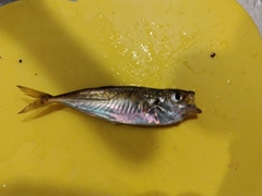 マアジの釣果