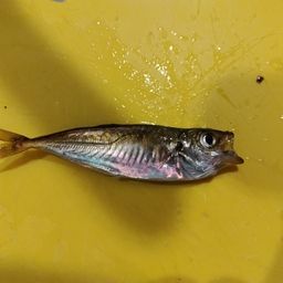 マアジ