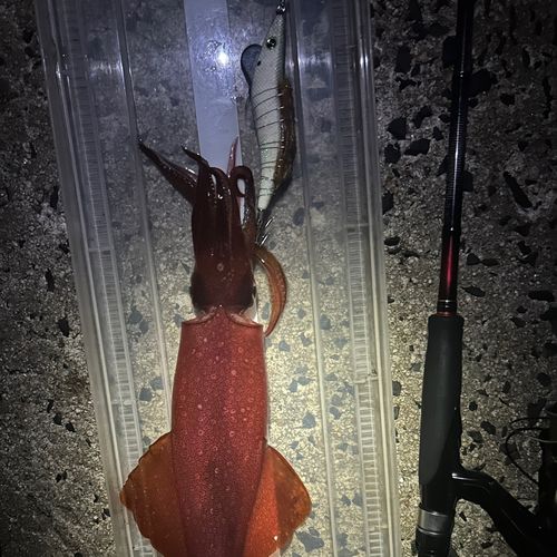 ケンサキイカの釣果