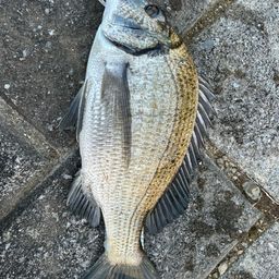 ミナミクロダイ