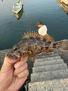 アラカブの釣果