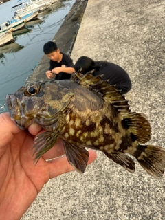 アラカブの釣果