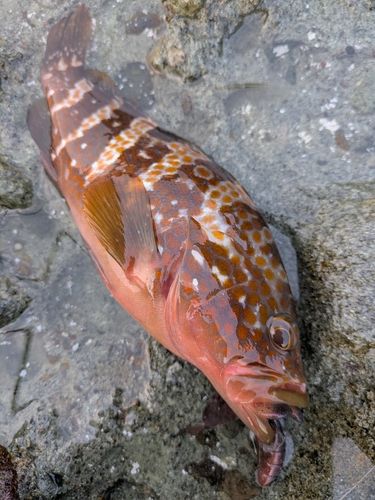 キジハタの釣果