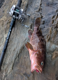 キジハタの釣果