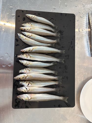 キスの釣果