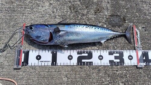ソウダガツオの釣果