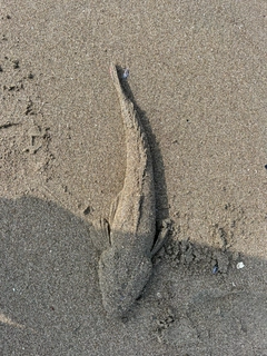 マゴチの釣果