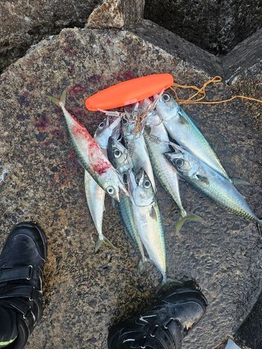 サバの釣果