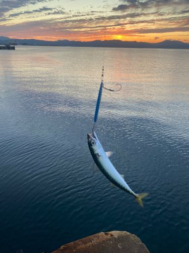 サバの釣果