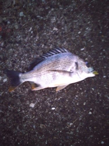 キビレの釣果