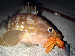 アコウの釣果