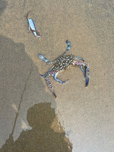 タイワンガザミの釣果