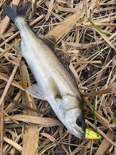 セイゴ（マルスズキ）の釣果