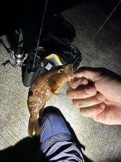 キジハタの釣果