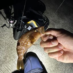 キジハタ