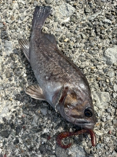 クロソイの釣果