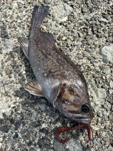 クロソイの釣果