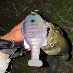 ブラックバス