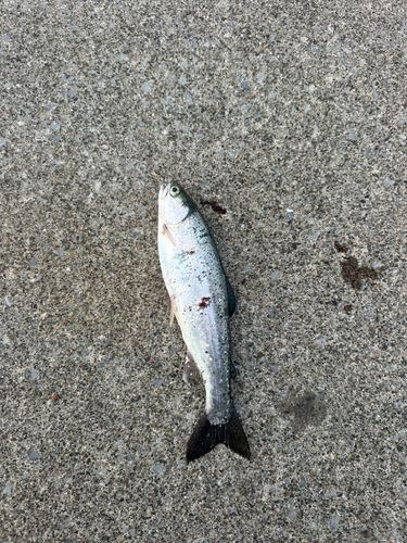 サクラマスの釣果